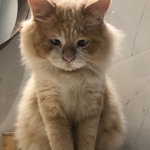 Meet your Posher, Kat